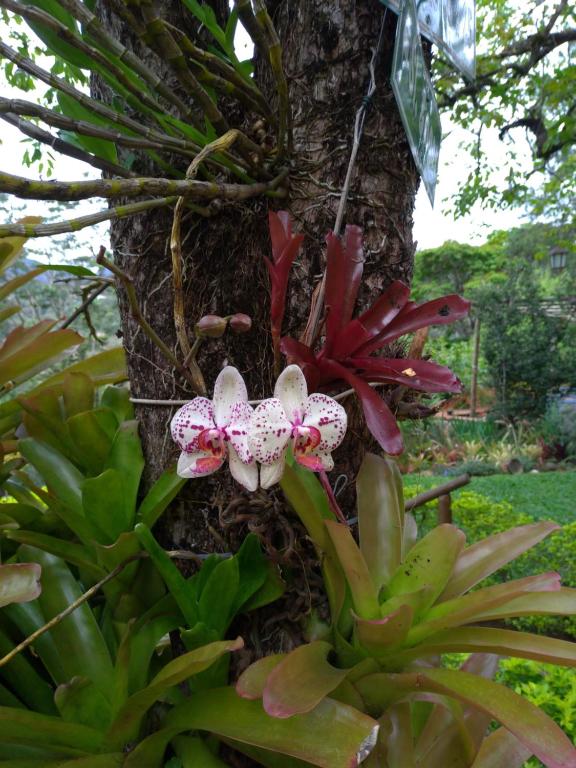  Suites Flor- Hilda