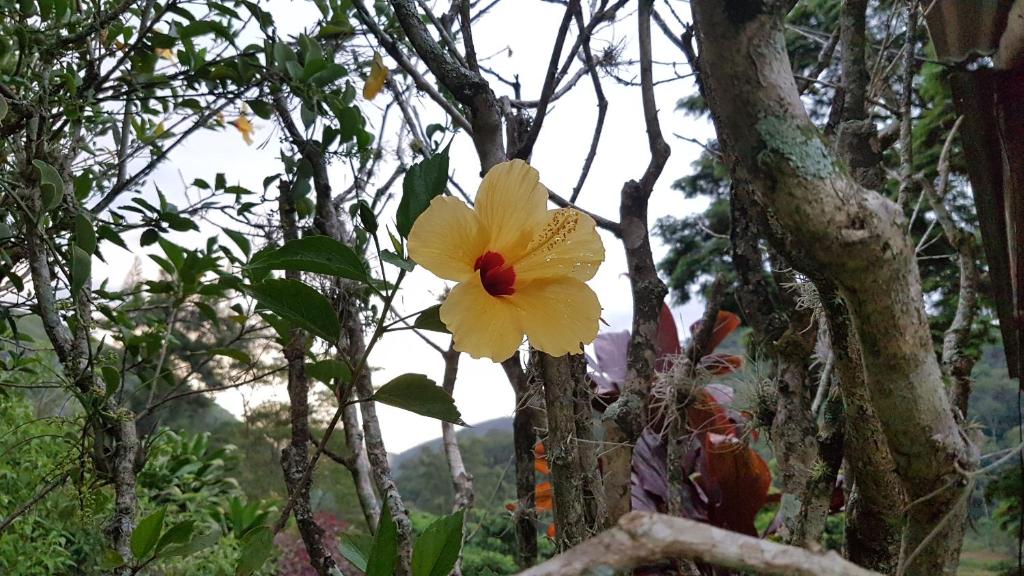  Suites Flor- Hilda