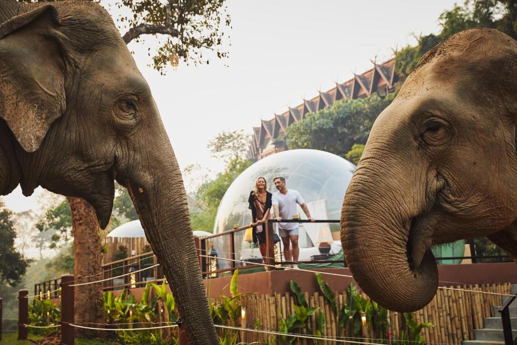 two people are standing in front of two elephants at Anantara Golden Triangle Elephant Camp & Resort in Golden Triangle