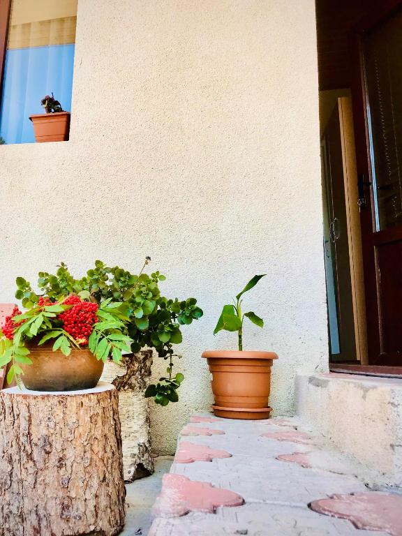 Zahrada ubytování Guesthouse and Cottage Nicolo