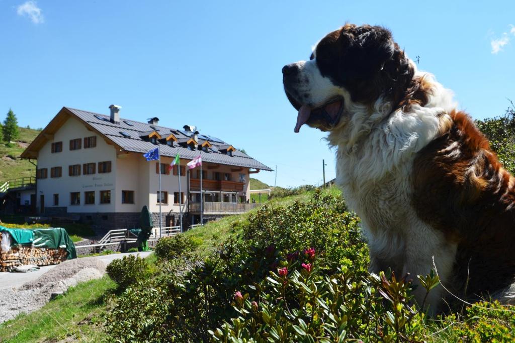 a brown and white dog sitting in a bush at Rifugio Capanna Passo Valles in Falcade