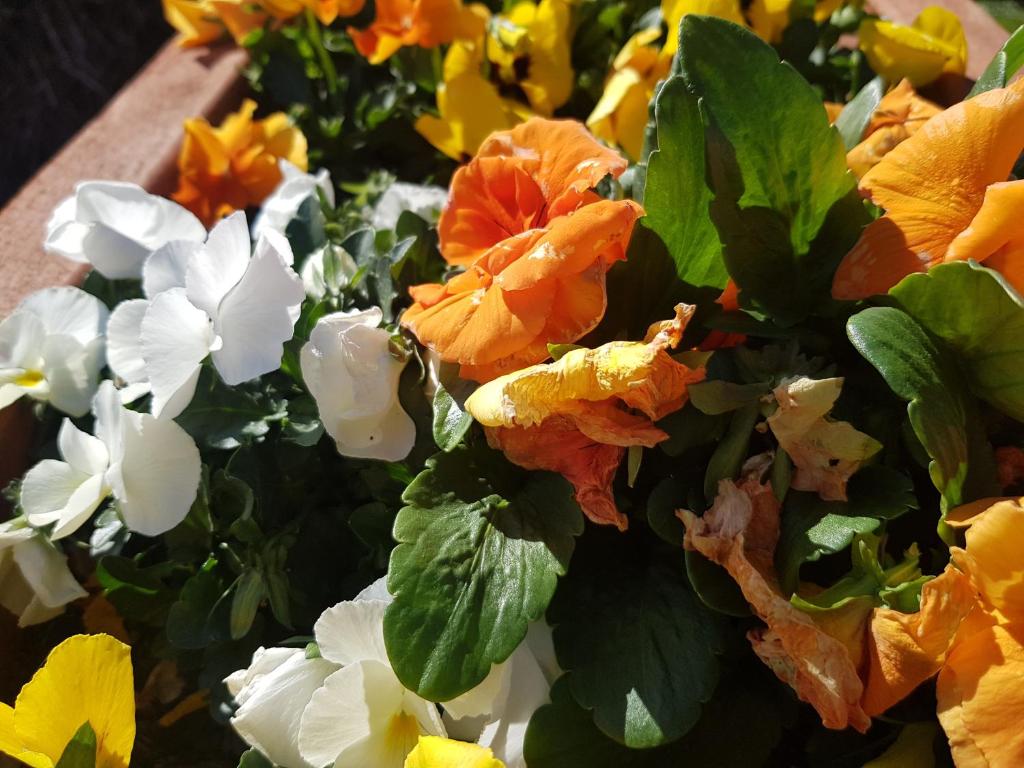 Mountainview Villa Luxury Lodge - Resim 36