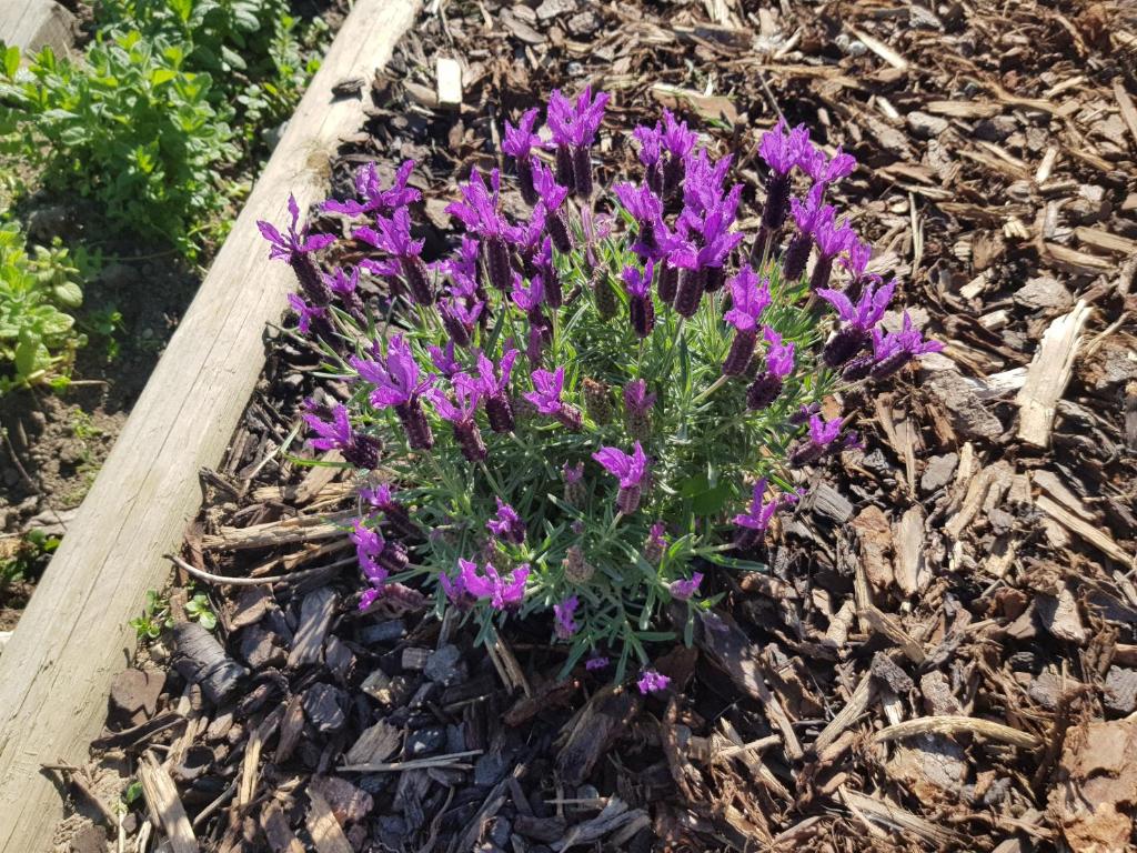 Mountainview Villa Luxury Lodge - Resim 42