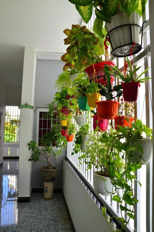 Zahrada ubytování Blossom Homestay