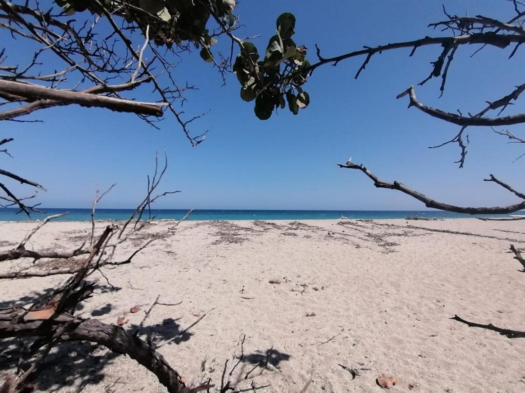 an empty beach with trees in the foreground at MIVALS in Santa Marta