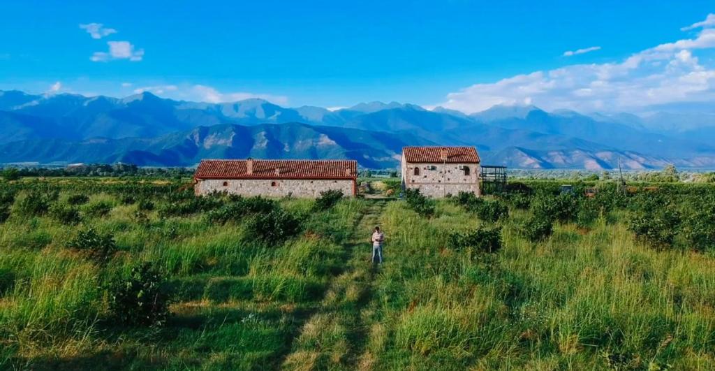 a person walking in a field with two buildings at Mestvireni in Tʼelavi