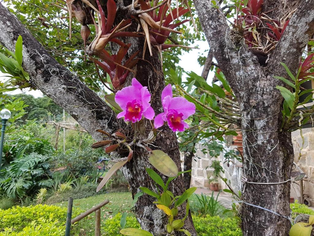 Kebun di luar Residencial Flor- Hilda