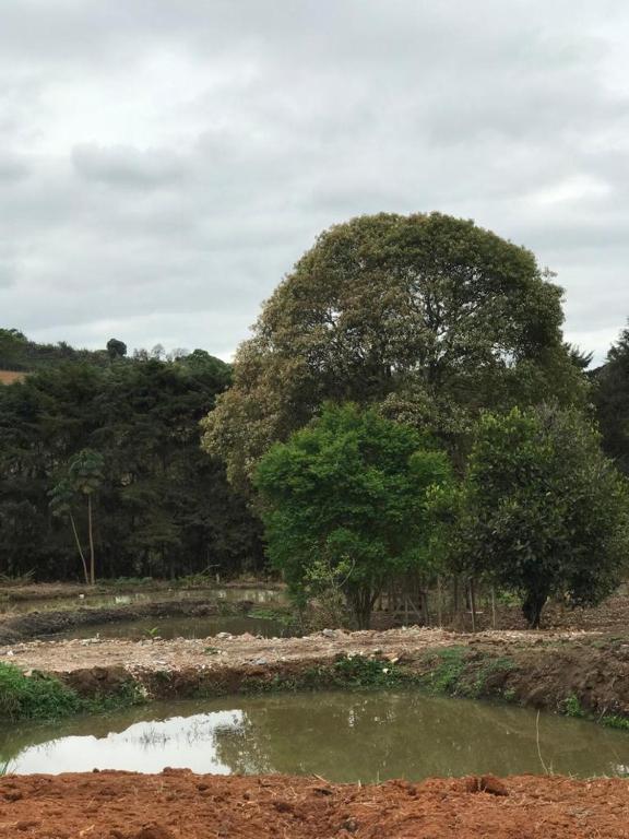  Rancho dos Pássaros Amarelos
