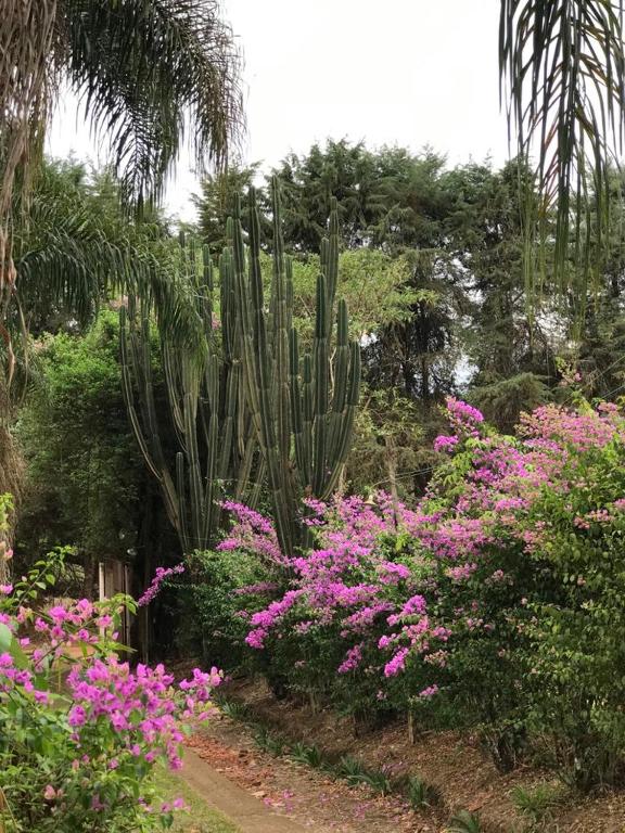  Rancho dos Pássaros Amarelos