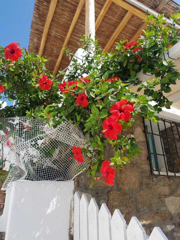 Balkón alebo terasa v ubytovaní Hibiscus Rosa Mykonos