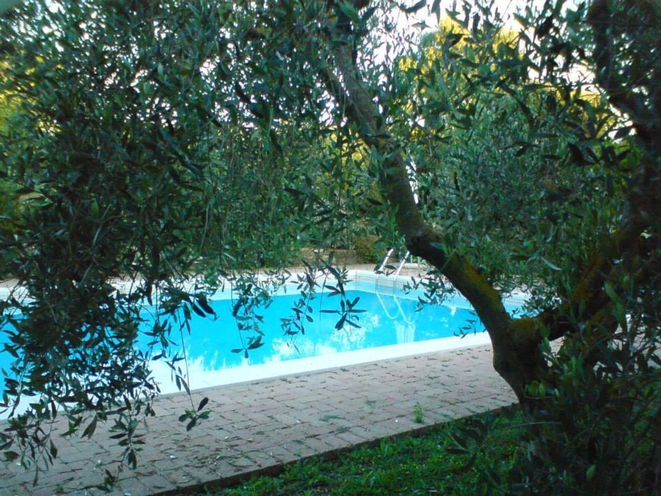 basen z drzewem przed nim w obiekcie Tenuta Santa Maria w mieście Campagnatico