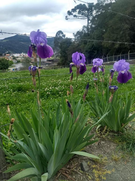  Chalés Pica-pau