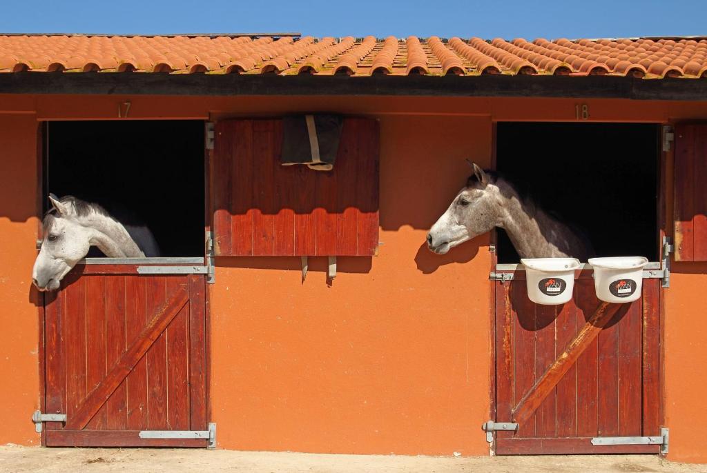 two horses looking out of the windows of a stable at Quinta da Bicuda in Cascais