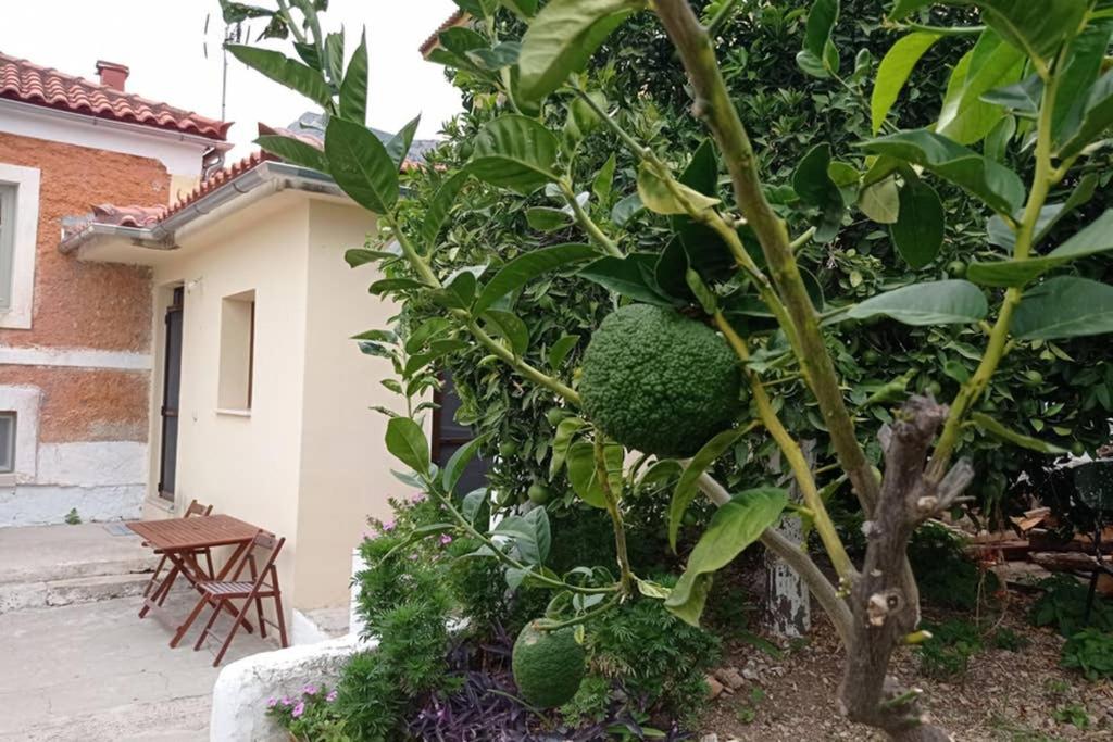 a broccoli tree in front of a house at Afroditis's & Makis's apartment in Leonidio