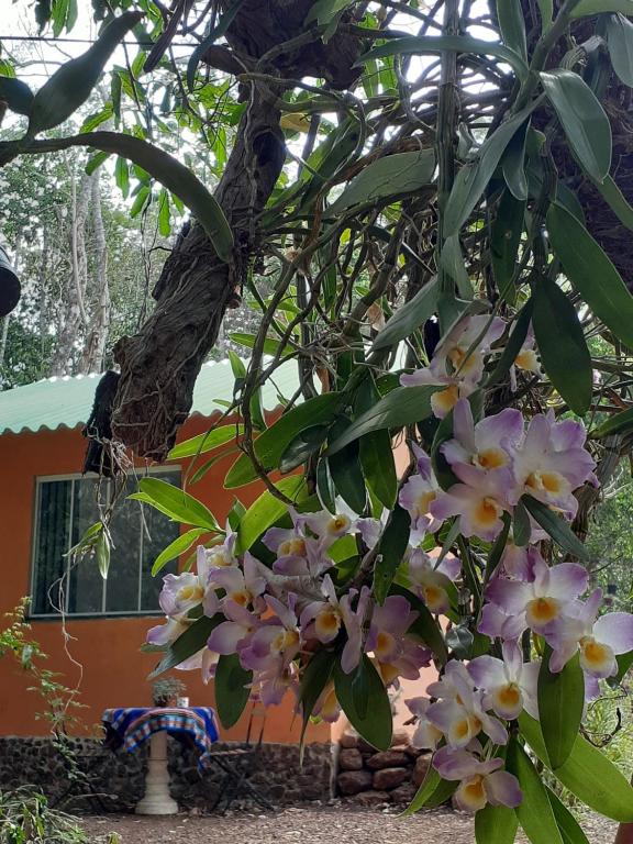  Recanto Orquidário