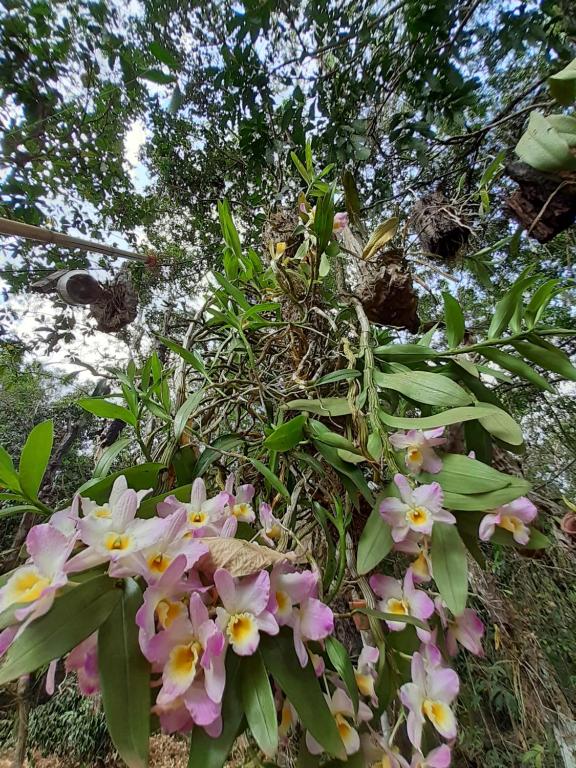  Recanto Orquidário