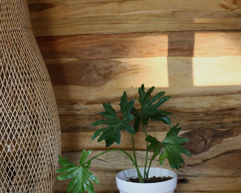 Roots Tree House - 6