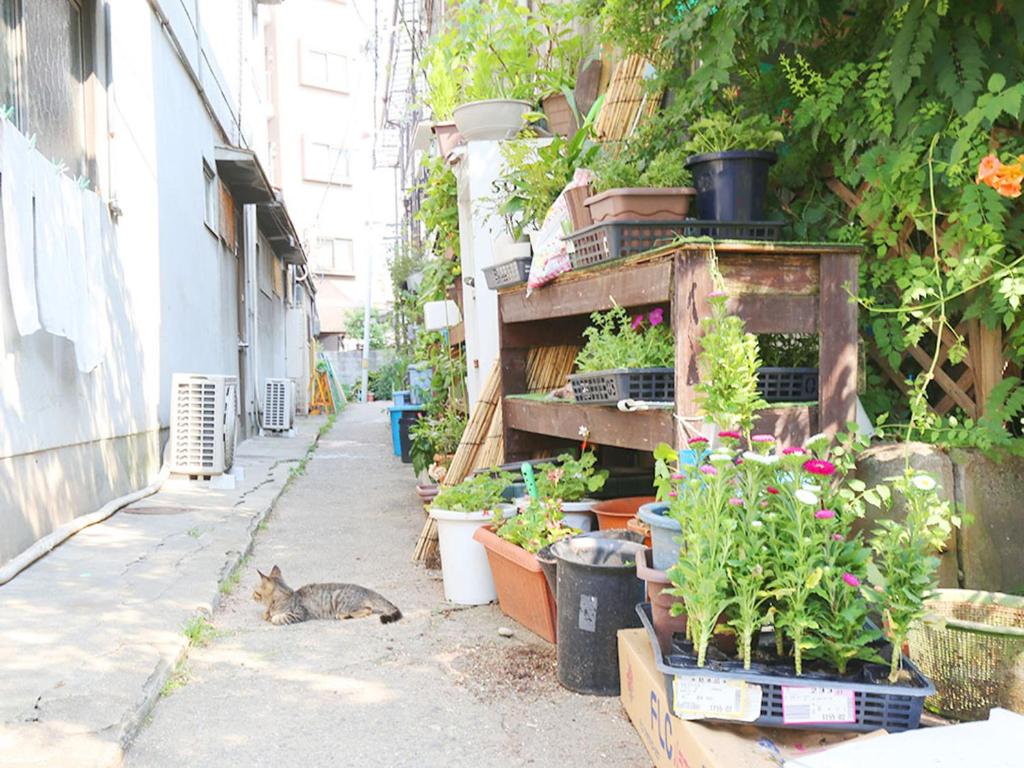Zahrada ubytování Hostel J Culture168