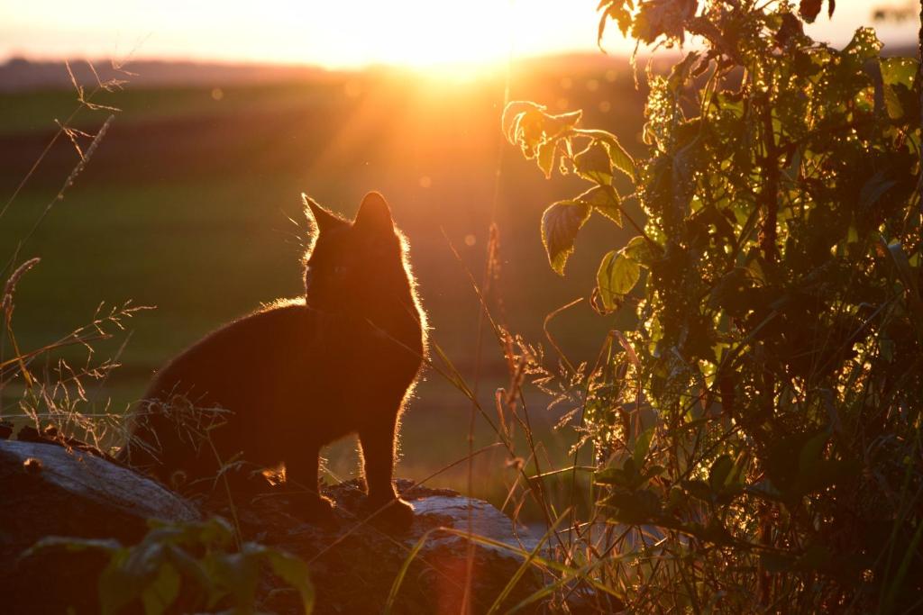 un gato sentado en una roca al atardecer en Ferienwohnung Sonnenaufgang en Amtzell