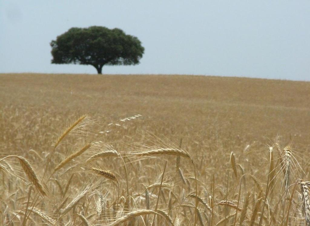 Galeriebild der Unterkunft Hospedaria A Italiana in Moura