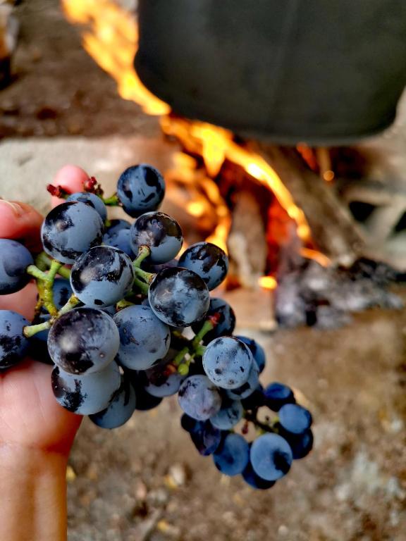 Fotografie z fotogalerie ubytování VILA RIRA - Rrajcë, Shebenik v destinaci Përrenjas