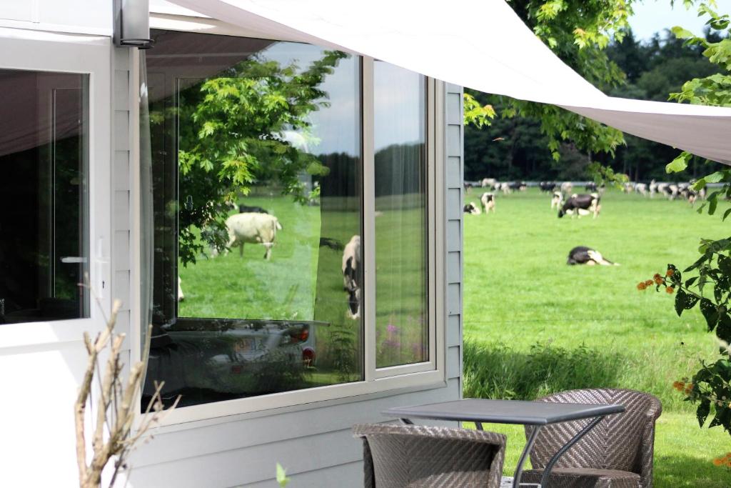 a view of a field of sheep through a window at Panorama Box op Camping de Stal in Drijber