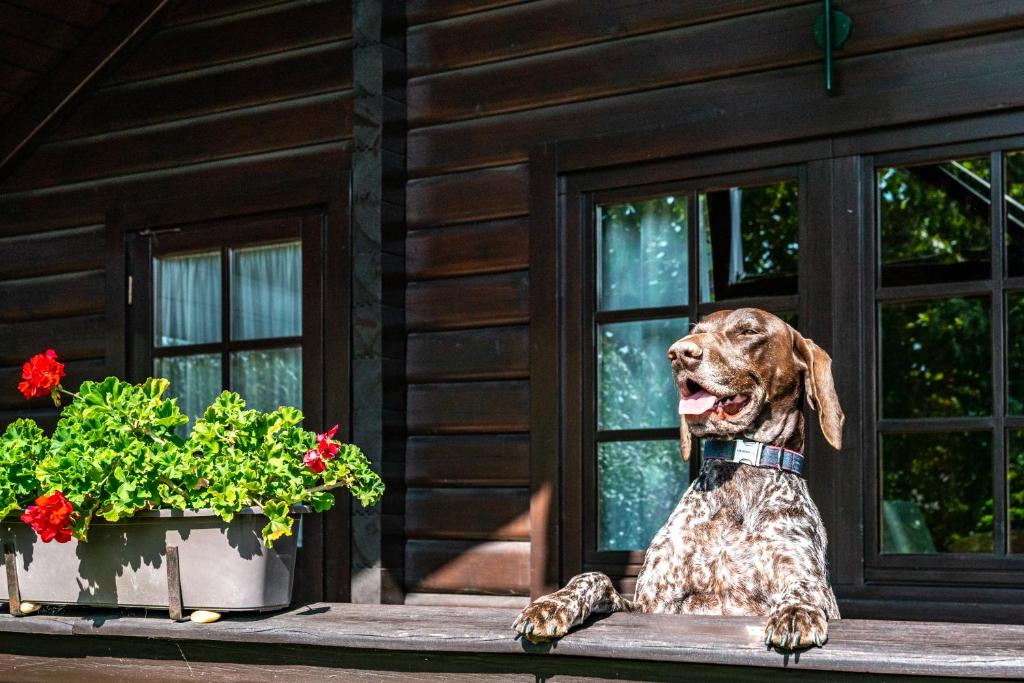Petneházy Aparthotel - Resim 24