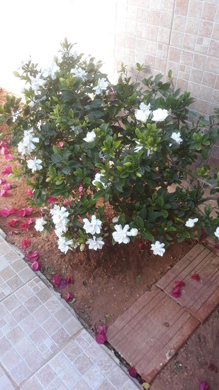 Nina Rooms (apartments) - 4