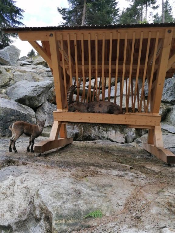 Fotografie z fotogalerie ubytování Ronalds Appartements v Sankt Leonhard im Pitztal