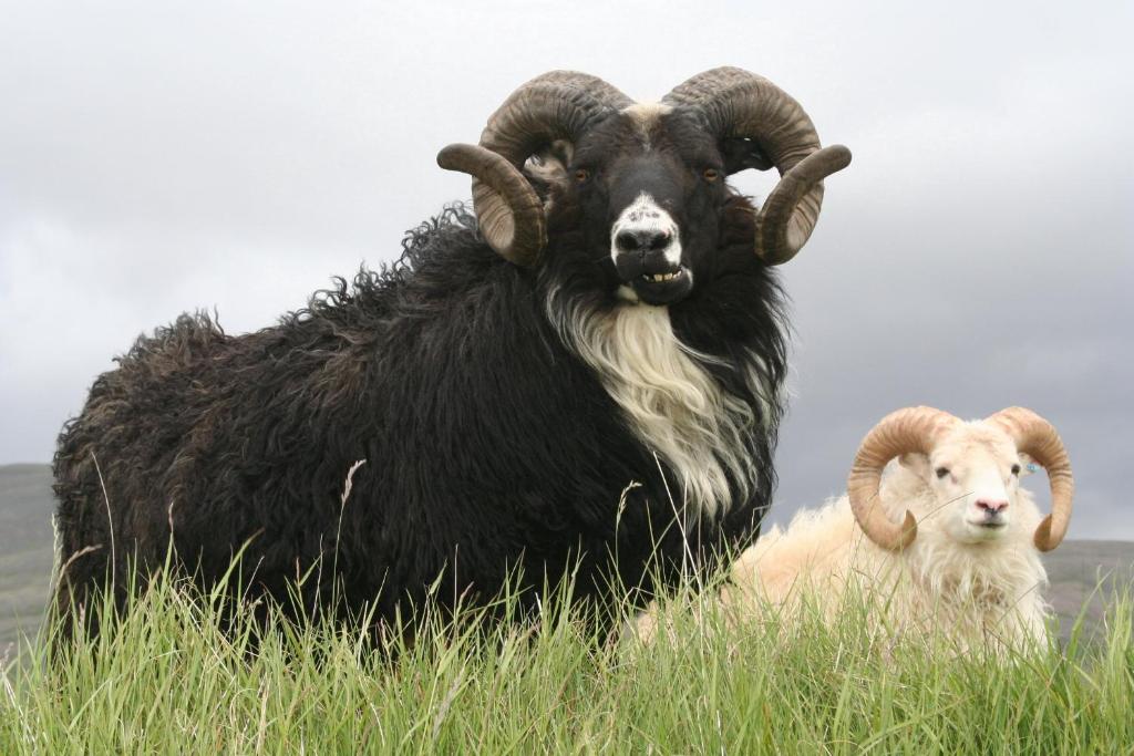 Dýr í sumarhúsinu eða í nágrenninu