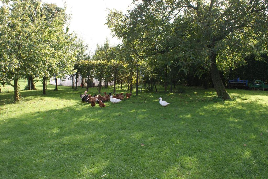 Zahrada ubytování Agrogosia