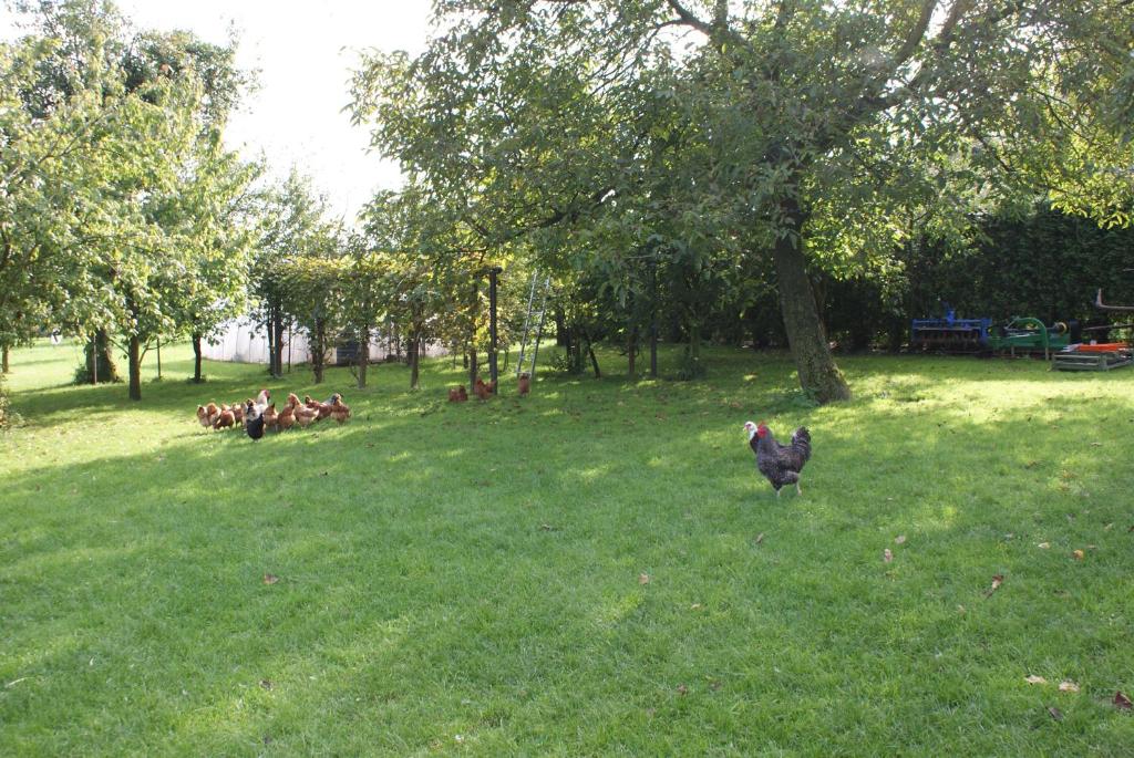 Zahrada ubytování Agrogosia