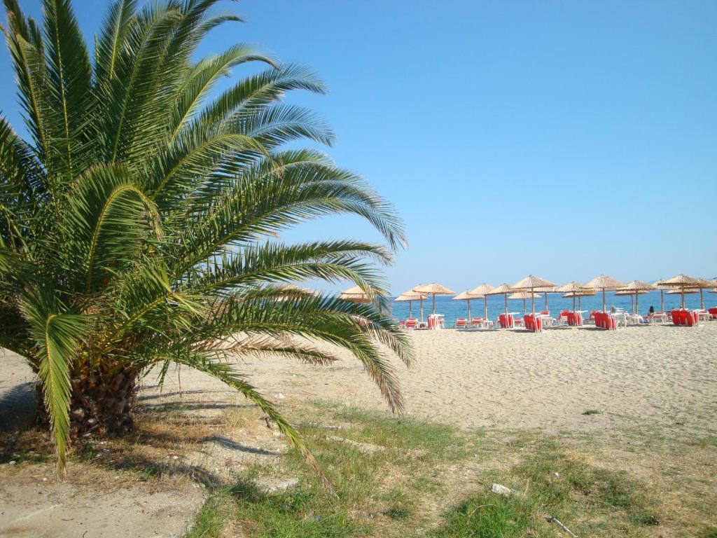 a palm tree on a beach with chairs and umbrellas at Pension Delfini in Asprovalta