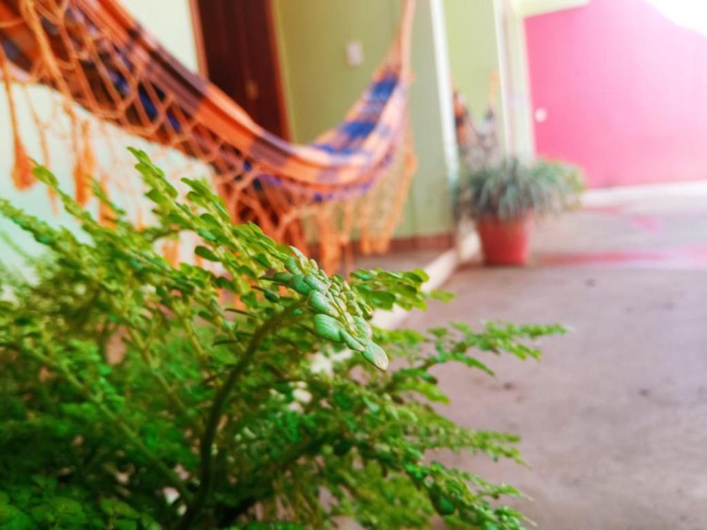 eine Hängematte in einem Zimmer mit Pflanze in der Unterkunft Pousada Essência da Serra in Serra do Cipo