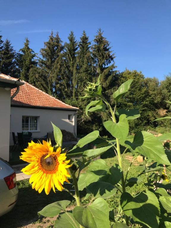 Ogród w obiekcie 21 és fél Fenyő Vendégház