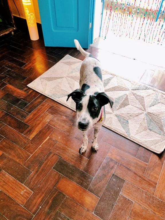 Camping Debaixo do Pé de Manga  Camping Debaixo do Pé de Manga