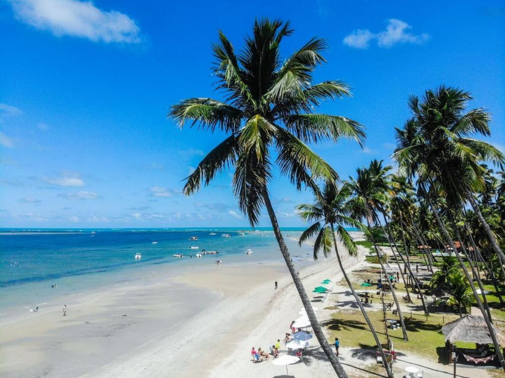 una palma su una spiaggia con l'oceano di PALM VILLAGE ACQUA a Porto De Galinhas