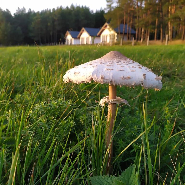 Vonkajšia záhrada v ubytovaní Żurawia Polana
