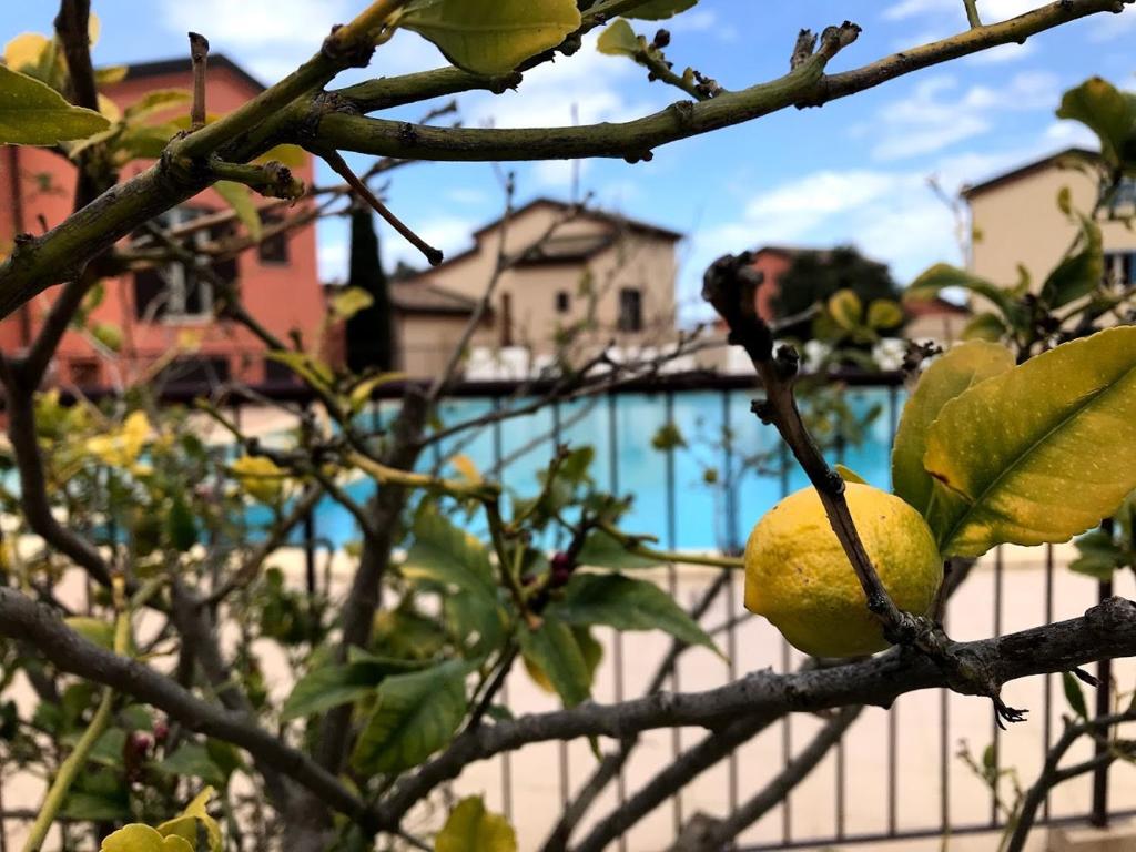 una rama de un limonero delante de una valla en Appartement Dolce Farniente, en Belgodère