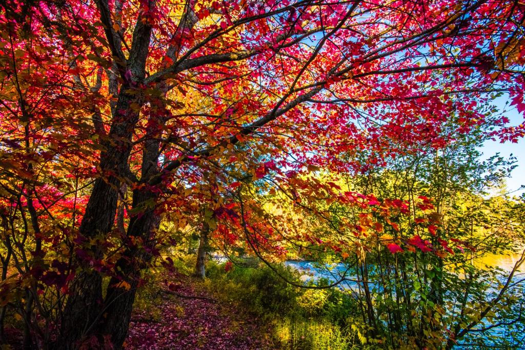 a tree with autumn leaves on it next to a lake at Oberge Inn Val-David in Val-David