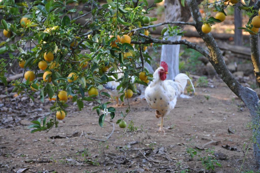  Pousada Fazenda São Pedro