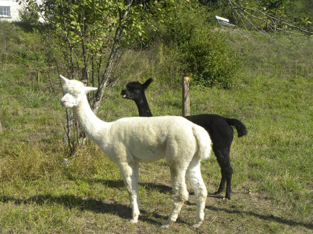 a black dog standing next to a sheep in a field at Taillefer in Saint Paul de Loubressac