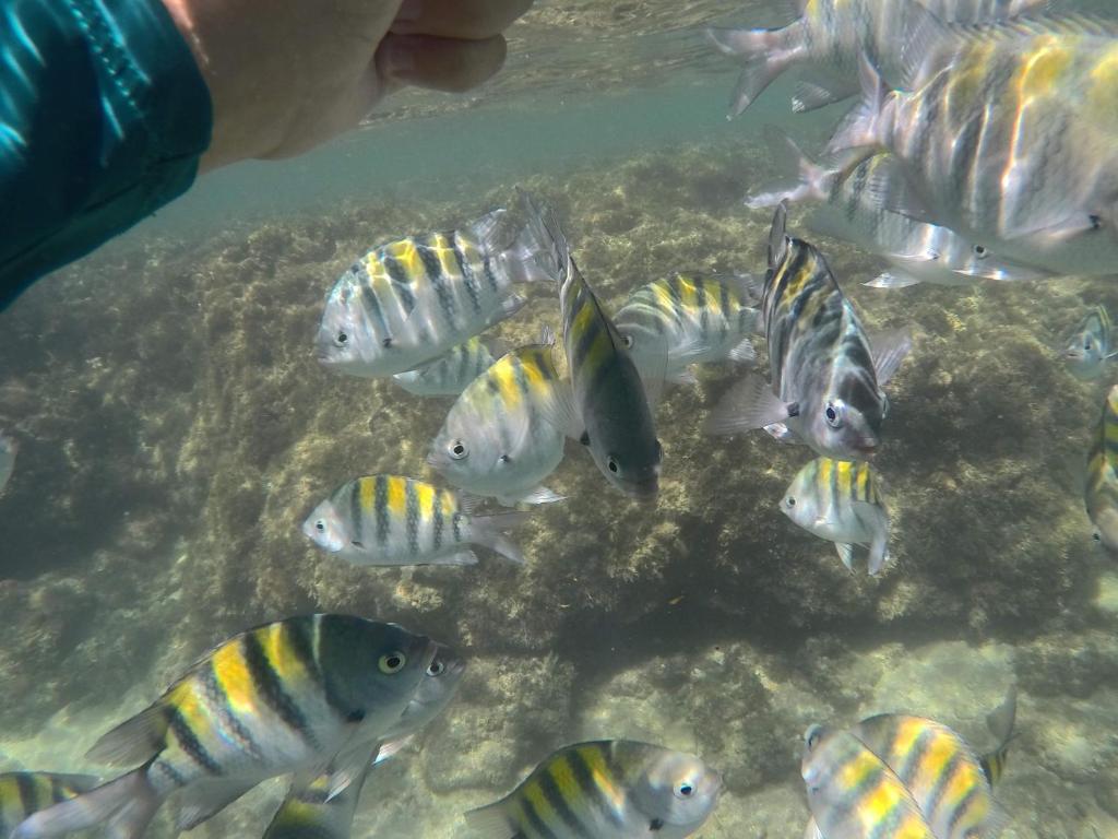  Apto Maravilhoso Tudo a Pé em Porto de Galinhas