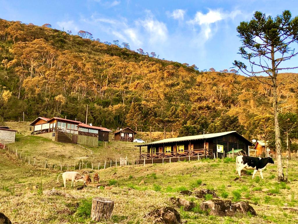 un grupo de animales en un campo cerca de una casa en Fazenda Morro Das Torres, en Urupema