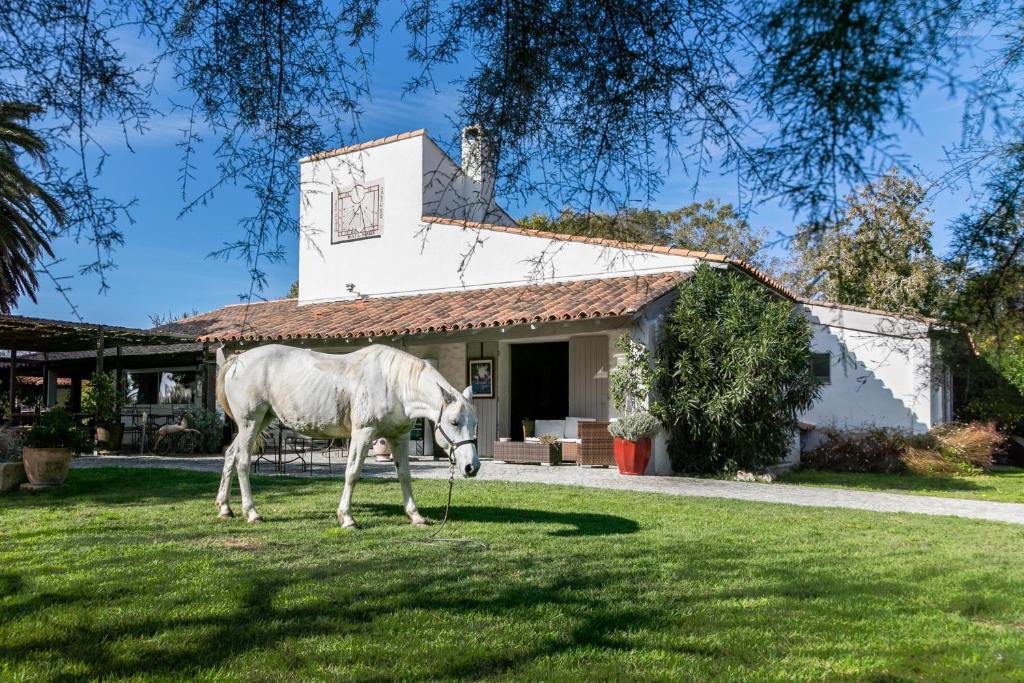 un cheval blanc debout dans l'herbe devant une maison dans l'établissement Hotel Mas Des Barres, à Saintes-Maries-de-la-Mer