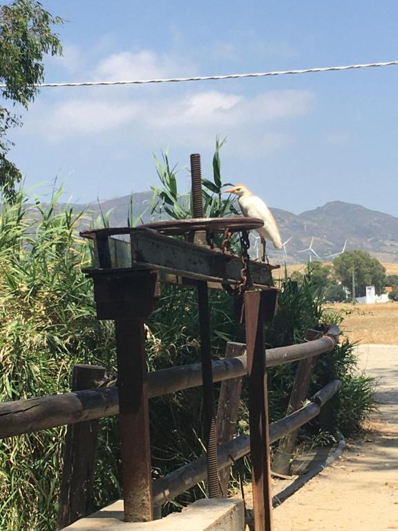 a bird standing on a bird feeder on a fence at Molino El Mastral in Tarifa