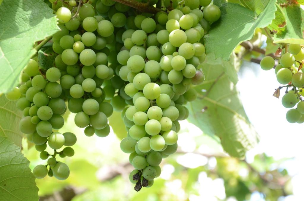 Ein Haufen grüner Trauben hängt an einem Baum in der Unterkunft Susana Just Boutique Hotel in Vicente López