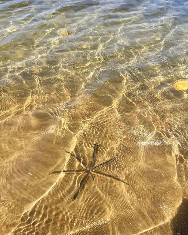 CHALES AJULULU  CHALES AJULULU