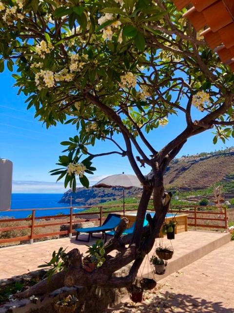 a tree with flowers on it next to a bench at Rincón del Mar , Espacio Natural in La Orotava