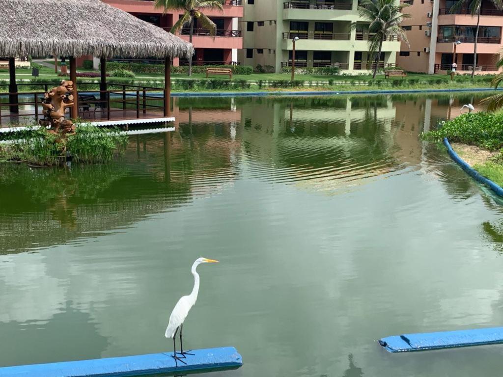 a white bird standing on a blue board in the water at Aquaville - Porto das Dunas in Aquiraz